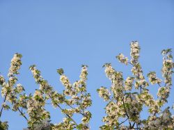 180502 005 NaundorfKrischbaumBluethen